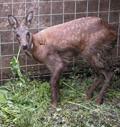 絶滅危機のジャコウジカ ２０年ぶりに公開 Joongang Ilbo 中央日報