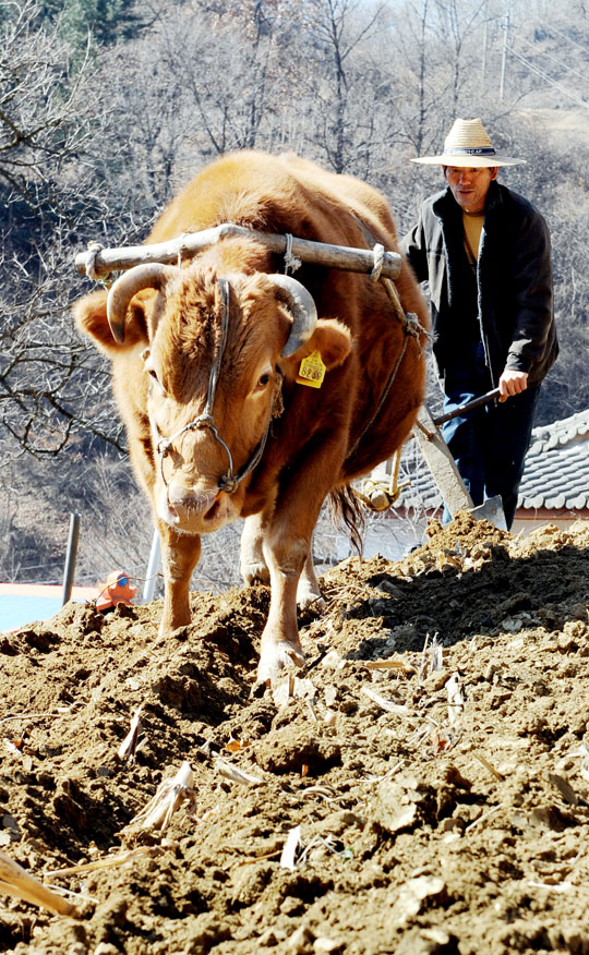 写真 牛を使って畑を耕す農民 Joongang Ilbo 中央日報