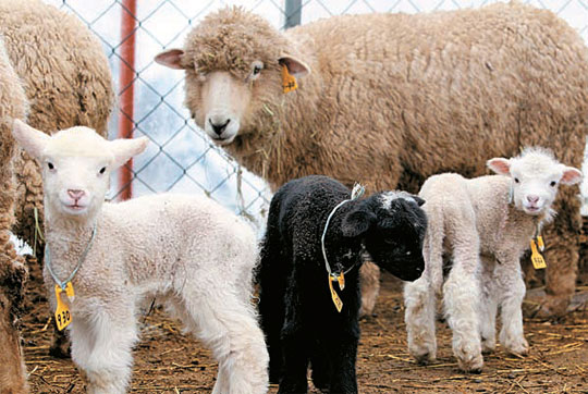 白羊が黒い子羊を出産 Joongang Ilbo 中央日報