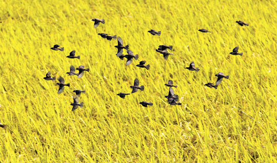 １２日、忠清南道燕岐郡でスズメの群れが飛んでいる。