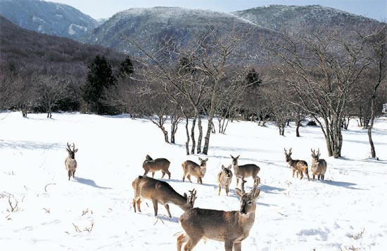 雪に覆われた草原を歩くノロジカの後ろに漢拏山が見える （写真＝済州－世界七大自然景観選定汎国民推進委）。