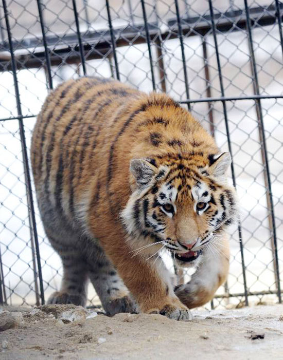 ロシアの動物園で飼育されていた当時のシベリアトラ。