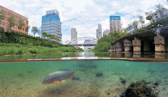 産卵期を迎え、今月初め、ソウル清渓川（チョンゲチョン）をさかのぼるコイがカメラで撮影された。水中用カメラの半分を水の中に入れて、水中のコイと清渓川の周辺風景を同時に写した。都心の中の憩い場に定着した清渓川にはコイ・アオサギなど動植物８００余種が生息している。
