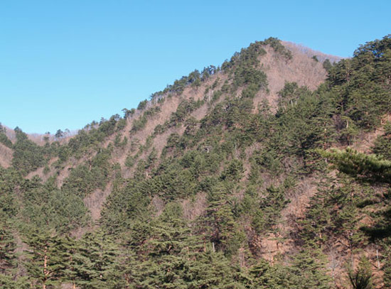 稜線にそって松が消えている山の風景。（写真提供＝国立山林科学院ペ・サンウォン博士） 