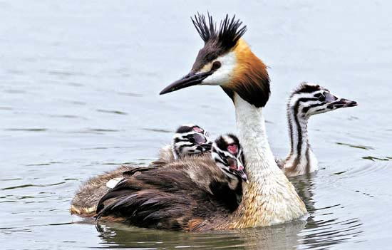 京畿道安山（キョンギド・アンサン）アシ湿地公園で、カンムリカイツブリの親鳥が生まれて間もない子を背負って泳いでいる。
