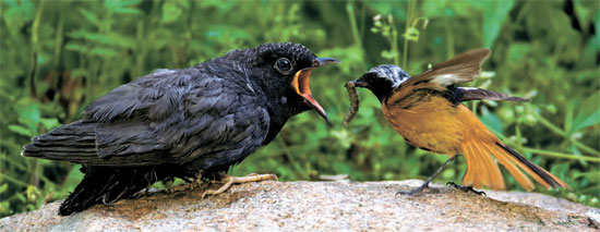 オスのジョウビダキ（右側）が２日、大邱市坪広洞（テグシ・ピョングァンドン）の野山で自分よりも体格はるかに大きいツツドリのひなに餌を与えている。