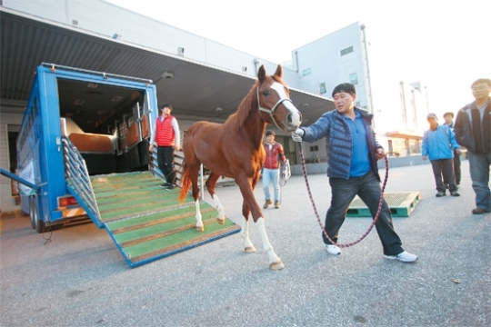 韓国産競走馬 初めて輸出 中国市場先行獲得が目標 １ Joongang Ilbo 中央日報