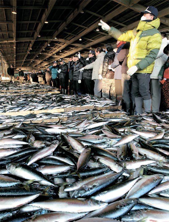 釜山共同魚市場で今年の初競り Joongang Ilbo 中央日報