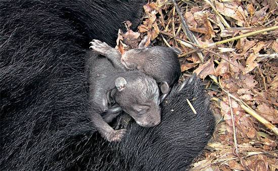 冬眠中の母熊から生まれたツキノワグマの赤ちゃん 韓国 Joongang Ilbo 中央日報