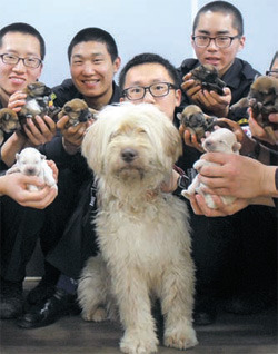 慶北（キョンブク）地方警察庁鬱陵（ウルルン）警備隊員がサプサル犬の母犬「ドクト（独島）」と子犬８匹を世話している。
