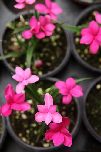 細い葉の間から花茎を出し、薄紅色や白色の花を咲かせているのは、ソルラン（アッツザクラ）。５月頃が開花時期ですが、早く咲いてしまったあわてんぼうさんも。