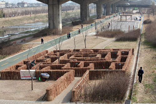 ソウル市民の憩いの場、清渓川(チョンゲチョン)。ソウル東部の馬場２橋(マジャンイギョ)に「ススキの迷路庭園」がお目見えしました。
