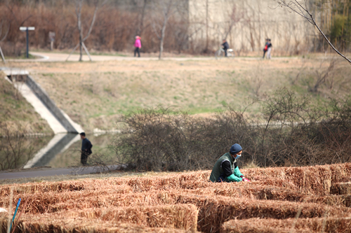 実はこのススキ、毎年冬に処分していたものを今年はリサイクル。竹の支柱にススキを結びつけ、高さ1.5m、長さ375mの「ススキの迷路庭園」として蘇らせました。  