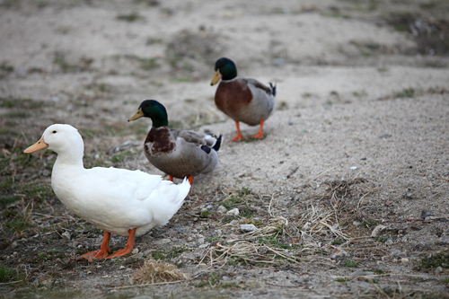 「ススキの迷路庭園」と「ススキ小道」は、４月末までの開放予定です。生まれ変わったススキの姿を見に、早春の息吹を感じられる清渓川に足を運んでみてはいかがでしょうか？