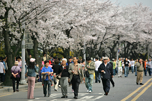 春に外せないのが、お花見。気象庁の予想によると、ソウルの桜開花は４月10日とのことです。桜の名所・汝矣島(ヨイド)を会場にした｢春の花祭り｣は、今年は４月13日より行なわれる予定(写真は過去開催時の様子)。