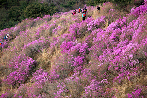 ４月１日～10日までは韓国南部の鎮海(チネ)でも桜祭りが開催。桜以外では、江華島(カンファド)のツツジ(チンダルレ)も春を告げる花として開花を迎えます。おでかけシーズン、韓国でぜひ満喫してみてください。