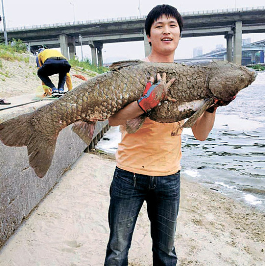 漢江に１ ２４メートルの 怪物魚 ソウギョ 韓国 Joongang Ilbo 中央日報