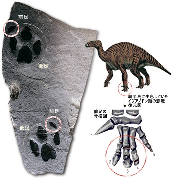 韓半島に四足歩行の恐竜がいた 新種の化石と認定 Joongang Ilbo 中央日報