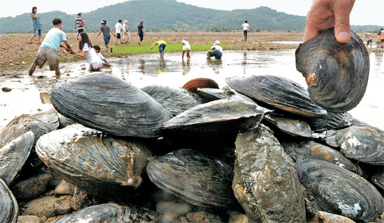 忠清南道論山（チュンチョンナムド・ノンサン）の塔亭（タプジョン）湖に生息する１級絶滅危惧種のカラスガイが、最悪の干ばつと猛暑で大量死している。