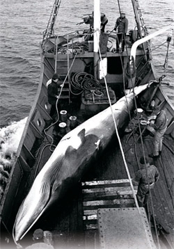 韓国政府が国際社会が認める範囲で科学調査目的の捕鯨を推進することにした。