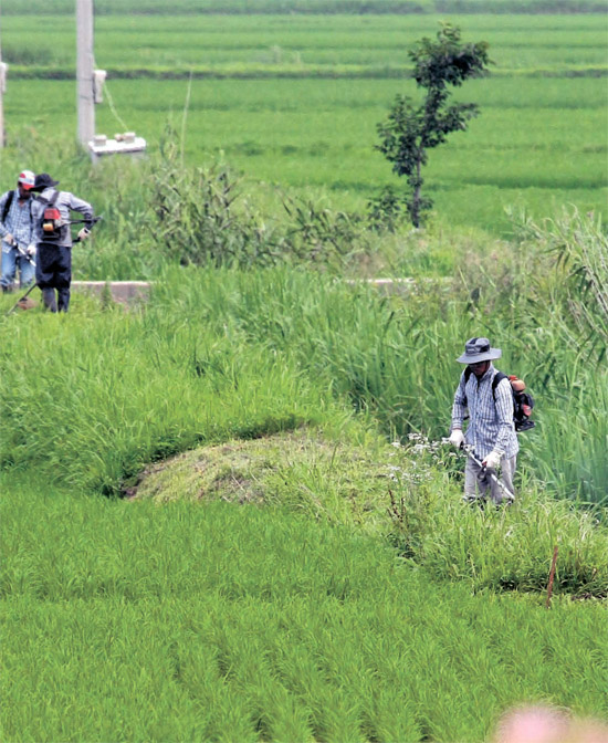 梅雨に伸びたあぜ道の雑草を農民が草刈り機で刈っている（写真＝康津郡）。