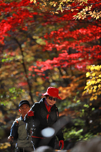 日本と同じく四季のある韓国では、秋は紅葉の季節。気象庁によると今年は例年よりも早いとの予報で、地方各地の山々は、すでに鮮やかな赤や黄色に染まりはじめています。