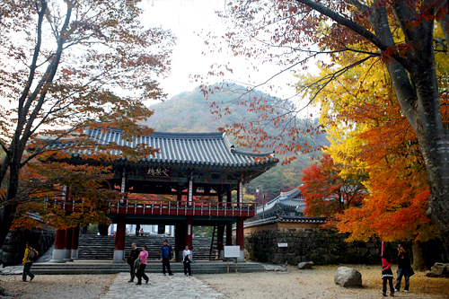 ある調査によると、昨年、最も多くの観光客が訪れたのは南西部の内蔵山(ネジャンサン)。ふもとにある内蔵寺や飲食店など、気軽に訪れられるのが人気の秘訣です。ピークは11月初めとなる模様。