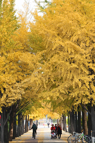 気温がぐっと下がり、肌寒い日が続く韓国。ソウル市内は今、紅葉の最盛期を迎えています。