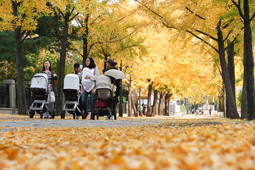 ソウル市内をはじめ、景福宮(キョンボックン)や昌徳宮(チャンドックン)などの古宮も紅葉で彩られています。温かい格好で、ソウルの紅葉を楽しみに出かけてみてはいかがでしょうか。