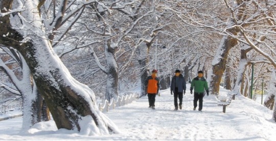 天然記念物３６６号の潭陽官防堤林が美しい雪景色で観光客を迎えている。官防堤林には樹齢３００～４００年のエノキ、ケヤキ、ヒトツバタゴなどが２キロメートルにわたり植えられている。（写真＝潭陽郡）