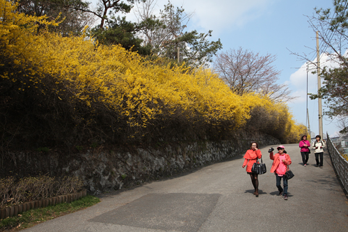 朝晩はまだ肌寒いものの、日中の気温は１０度を超え徐々に春の陽気を見せつつあるソウル。中央線鷹峰（ウンボン）駅から徒歩１０分ほどのところにある鷹峰山（ウンボンサン）では、レンギョウの花が満開を迎えています。