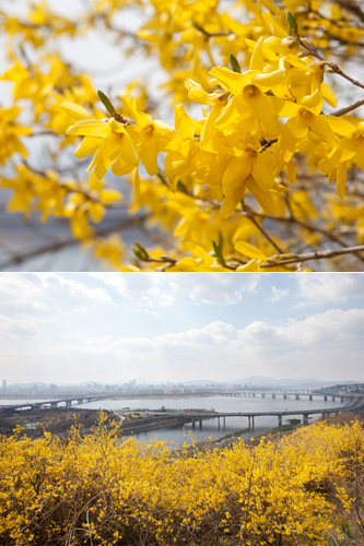 レンギョウは春と希望を象徴する花とされ、韓国では毎年４月になると鮮やかな黄色の花が街のあちこちを彩ります。中でも鷹峰山はソウル随一のお花見スポット。例年より寒さが続いたこともあり、今年は１週間ほど遅い開花です。