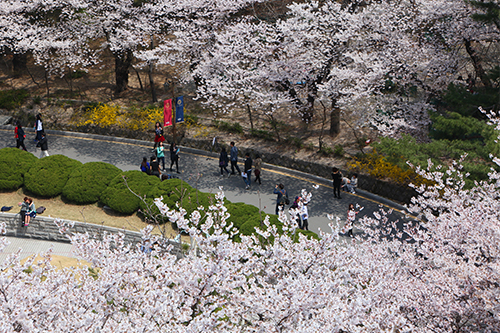 一昨日ようやく桜の開花宣言が出されたソウル。４月に入っても肌寒い天気が続いていた今年は、例年より５日遅い開花。待ちに待っていた桜を見ようと、お花見スポットには多くの人が訪れています。