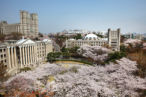 桜の名所のひとつ、ソウル東部の慶熙(キョンヒ)大学は今が満開。お城のような立派な校舎の前に桜が咲き乱れ、幻想的な雰囲気が広がっています。