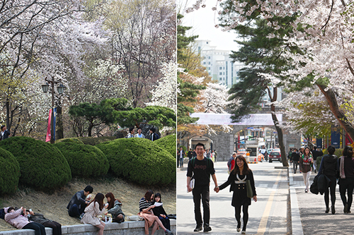 お昼寝をしたり、勉強したり、桜の下でそれぞれに春を満喫する人々。手をつなぎながら桜並木の下を歩けば、２人の気持ちもより温まりそう。