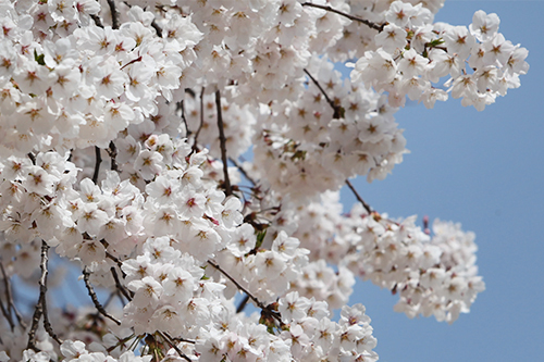 昨年大ヒットしたBusker Buskerの「桜(ポッコッ)エンディング」が、今春の音楽チャートでまた１位に返り咲くなど、盛り上がりを見せる桜シーズン。４月に訪韓されるなら、ぜひ桜見物に出かけてみてはいかがでしょうか。