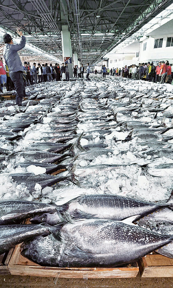 ３日、釜山市南富民洞（プサンシ・ナムブミンドン）の共同魚市場にずらりと並ぶ本マグロ。