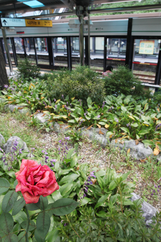 春には新緑や色鮮やかな花が、秋には紅葉で埋め尽くされる構内公園。実は駅のすぐ隣にも公園があり、プラットホームとは鉄柵で区切られているだけなので、爽やかな風を感じることができ、時には鳥が鳴く声も聞こえてきます。