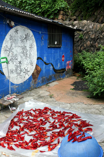 収穫した唐辛子は、天気の良い日に外に出し、まる１日乾燥させます。天日干しをする様子は韓国の夏の終わりの風物詩。太陽の光を浴びて、より一層深い赤色に変化していきます。