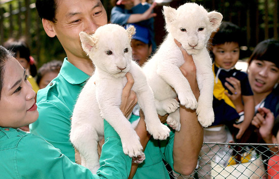 白い赤ちゃんライオンの外出 韓国 京畿道 Joongang Ilbo 中央日報