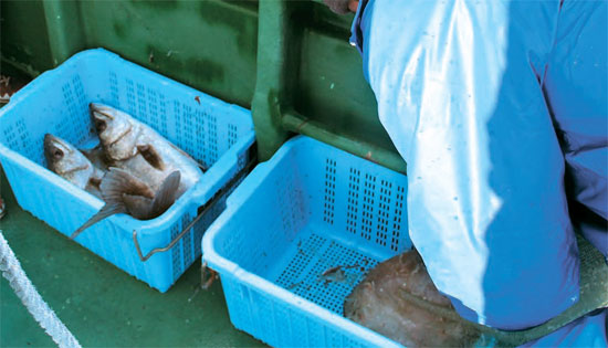 先月２４日、福島第１原発から南に２０キロ離れた海で網に掛かったスズキ２匹。福島県でスズキは出荷制限魚種。