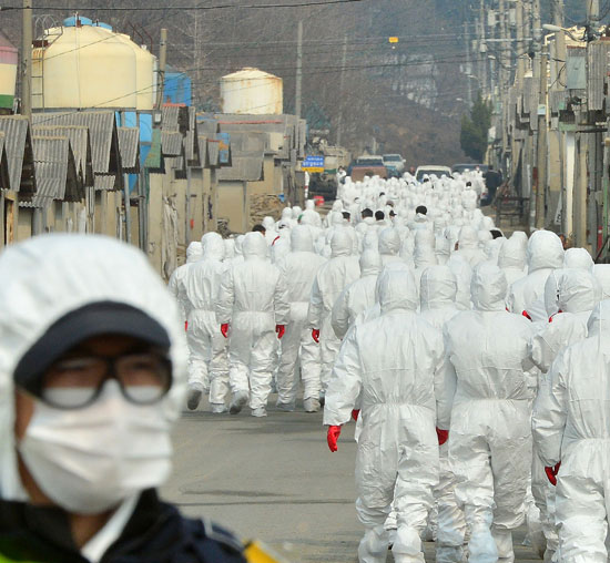 慶尚北道慶州市の公務員や軍人・警察およそ５７０人が９日、養鶏場の鶏の殺処分のため移動している。この地域で鳥インフルエンザウイルスが確認されたからだ。４日に京畿道平沢市から移された鶏が問題だった。殺処分対象は計５０万羽で、９日まで計１２万羽を処理して埋めた。