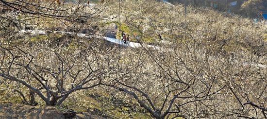 全羅南道光陽市蟾津村のウメの花が一斉に咲き始めた。蟾津村は散歩しながら花見をするのによい。満開は3月中下旬ごろと予想される。