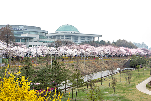日中の気温が２０℃を超え、ぽかぽか陽気の続くソウル。西部の汝矣島（ヨイド）では桜が満開となり、漢江のほとりをピンク色に染めています。