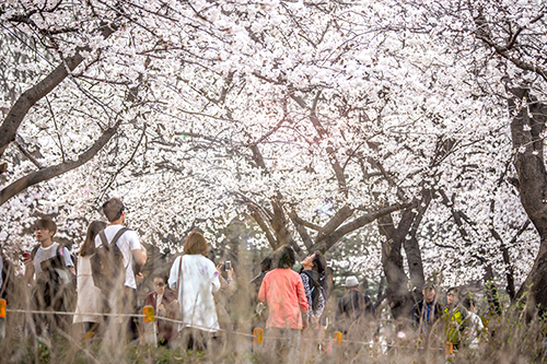 家族や友達、恋人と通りをのんびり歩きながら、視界いっぱいの桜を楽しむことができます。 国会議事堂周辺の汝矣西路（ヨイソロ）では、各種イベントも！