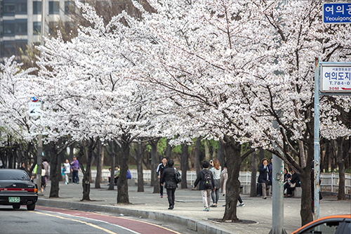ソウル市内の代表的なお花見スポットとして景福宮（キョンボックン）をはじめとする古宮や南山（ナムサン）公園は毎年多くの人でにぎわいます。レンギョウやツツジなども今が見頃！