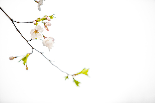 ４月３日（木）、ソウルは雨と強風の予報ですが週末には天気は回復し、咲き乱れる花々の見物を満喫できるでしょう。