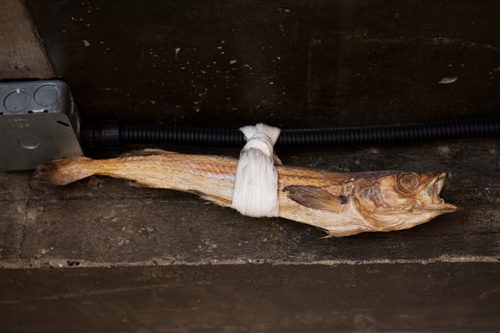 ｎｏｗ ソウル 招き猫ならぬ 招き魚 Joongang Ilbo 中央日報