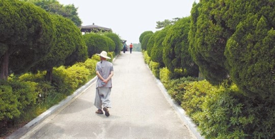 国立顕忠院に大量に植えられている日本原産のカイヅカイブキ。国会は市民団体の請願を採択し、韓国固有の木に交替することにした。