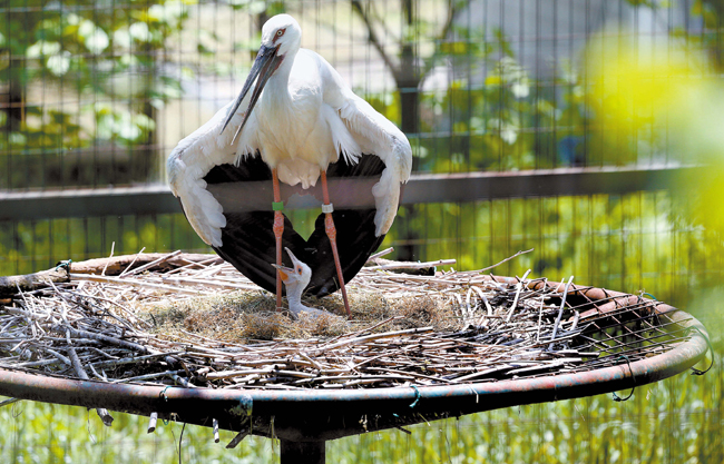 体を張って日差しから雛を守る親鳥